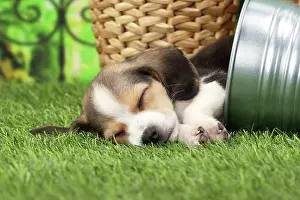 Beagles: Dog Beagle puppy in flower pot asleep
