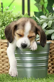 Beagles: Dog Beagle puppy in flower pot asleep