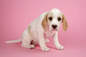 Worried: Dog - Beagle Puppy sitting down