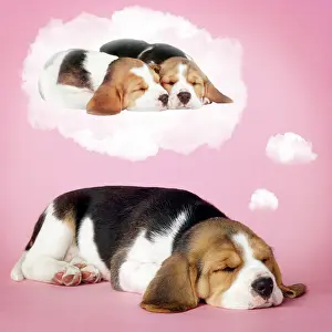 Thought: Dog - Beagle puppy sleeping and dreaming of love