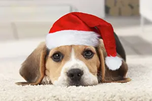 Dog, Beagle puppy wearing Christmas hat