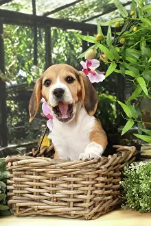 Excited: Dog