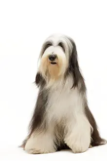 Mamma: Dog - Bearded Collie