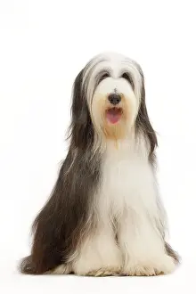Mamma: Dog - Bearded Collie