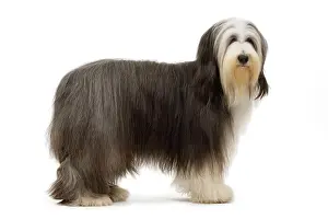 Mamma: Dog - Bearded Collie