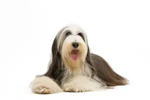 Mamma: Dog - Bearded Collie