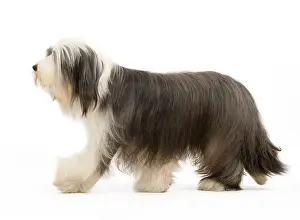 Mamma: Dog - Bearded Collie