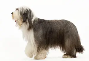 Mamma: Dog - Bearded Collie