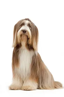 Mamma: Dog - Bearded Collie