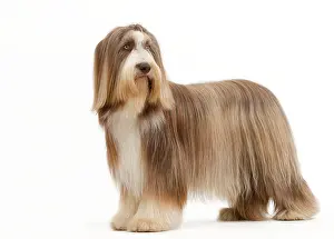 Mamma: Dog - Bearded Collie