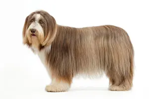 Mamma: Dog - Bearded Collie