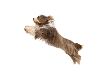 Mamma: Dog - Bearded Collie - leaping in mid-air
