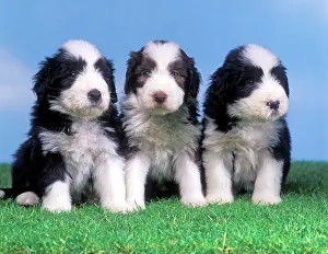 Scruffy: Dog - Bearded Collie - Three puppies