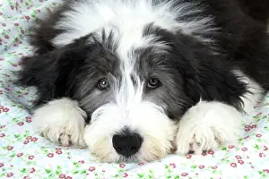 Collie: Dog. Bearded Collie puppy