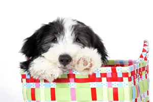 Basket: Dog. Bearded Collie puppy in basket