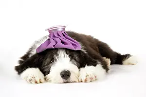 Compress: Dog. Bearded Collie puppy laying down with cold