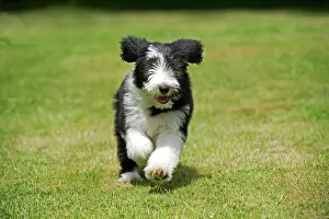 Cute Puppies By John Daniels: DOG - Bearded collie puppy running through garden