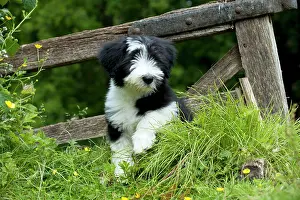 Cute Puppies By John Daniels: DOG - Bearded collie puppy. sitting in front