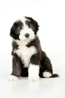Collie: Dog. Bearded Collie puppy sitting