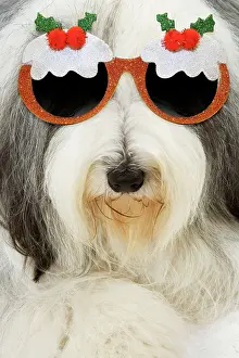Pudding: Dog - Bearded Collie wearing Christmas pudding glasses