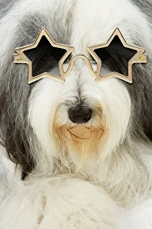 310320: Dog - Bearded Collie wearing star glasses