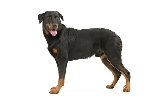 Beauceron: Dog - Beauceron