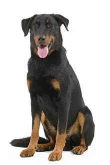 Beauceron: Dog - Beauceron