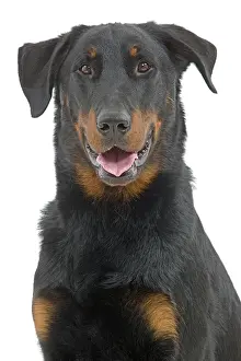 Beauceron: Dog - Beauceron