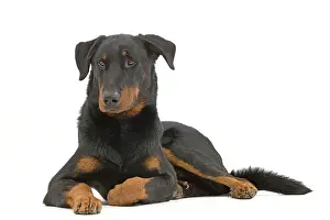 Beauceron: Dog - Beauceron