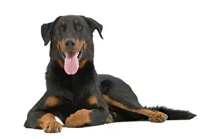 Beauceron: Dog - Beauceron