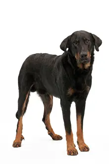 Beauceron: Dog - Beauceron