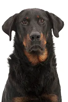 Beauceron: Dog - Beauceron