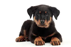 Beauce: Dog - Beauceron
