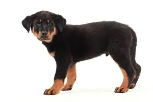 Beauce: Dog - Beauceron