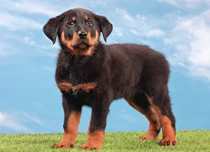 Beauce: Dog - Beauceron