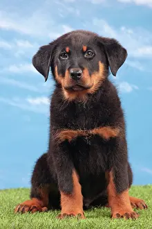 Beauce: Dog - Beauceron