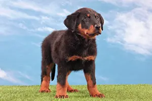 Rouge: Dog - Beauceron