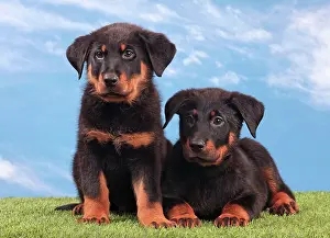 Rouge: Dog - Beauceron
