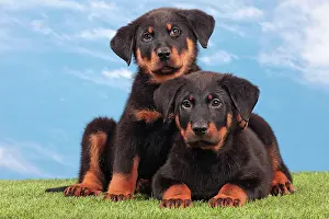 Rouge: Dog - Beauceron