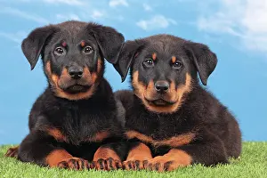 Rouge: Dog - Beauceron