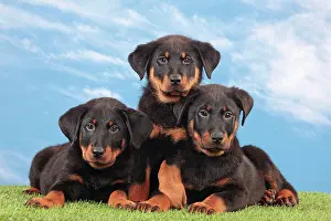 Rouge: Dog - Beauceron