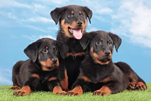 Rouge: Dog - Beauceron
