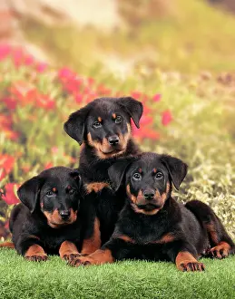 Rouge: Dog - Beauceron