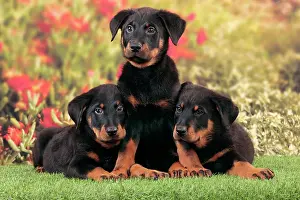 Rouge: Dog - Beauceron