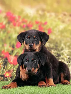 Rouge: Dog - Beauceron
