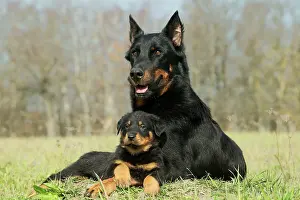 Berge: Dog - Beauceron / Bas Rouge / Berger de Beauce