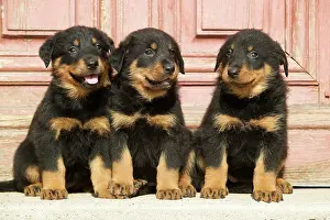 Berge: Dog - Beauceron / Bas Rouge / Berger de Beauce