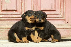 Berge: Dog - Beauceron / Bas Rouge / Berger de Beauce