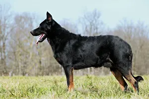 Berge: Dog - Beauceron / Bas Rouge / Berger de Beauce