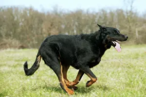 Berge: Dog - Beauceron / Bas Rouge / Berger de Beauce